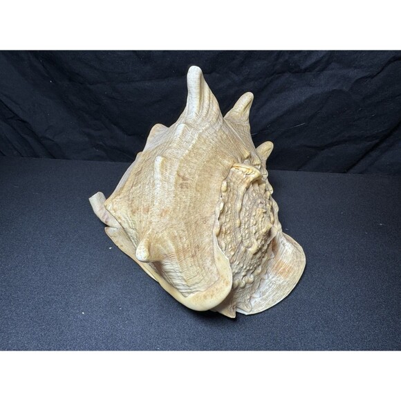 Queen Helmet Conch Sea Shell Cassis Cornuta 9" Nautical Coastal Decor 2.1 lbs - Picture 6 of 12